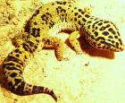 Leopardgecko 1 0 und Nachzuchten abzugeben