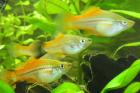 Schwertträger Xiphophorus helleri Neon zu verkaufen