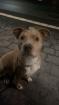 Lieber Familienhund sucht neue Familie